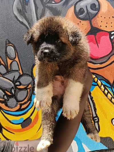 akita اكيتا