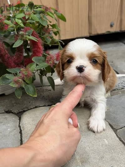 Cavalier King Charles spaniel puppies