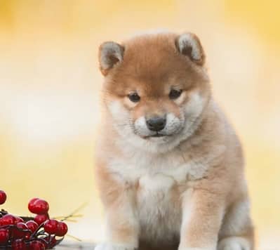 Shiba Inu puppy from Russia