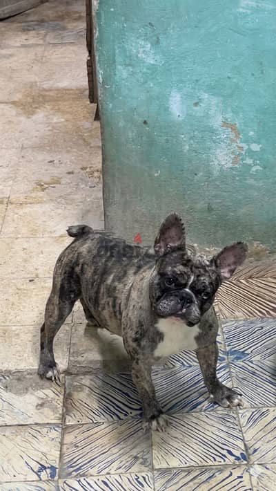 دكر فرنش بولدوج ميرل male french bulldog merle