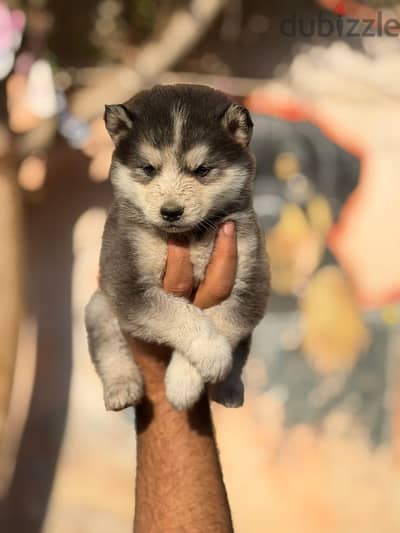 husky for sale . هاسكى