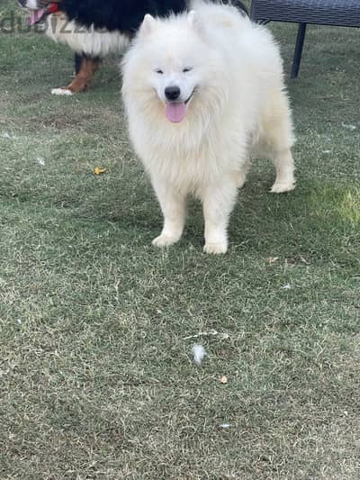 Samoyed