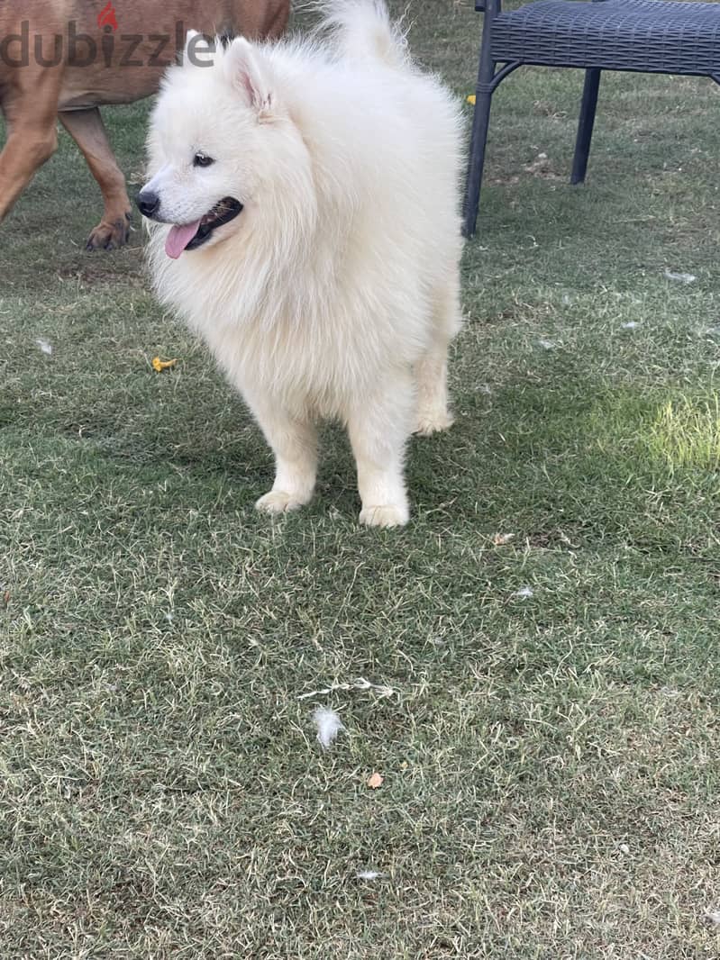 Samoyed 1