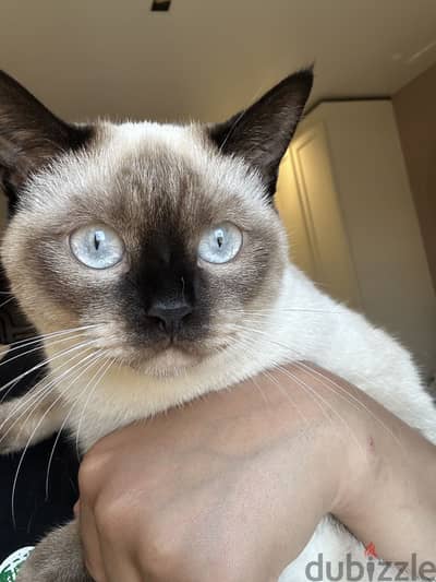 قطه سيامي / Siamese cat