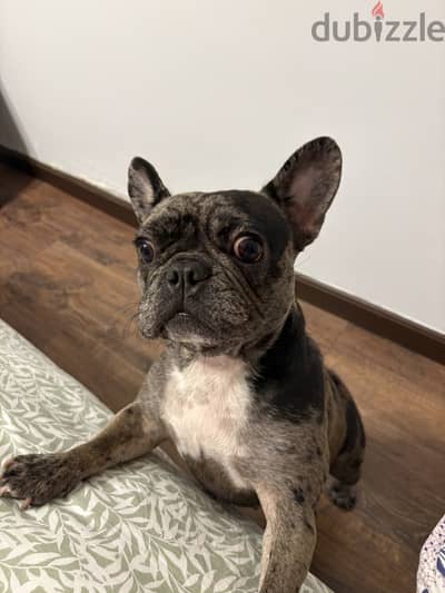 French Female Bulldog