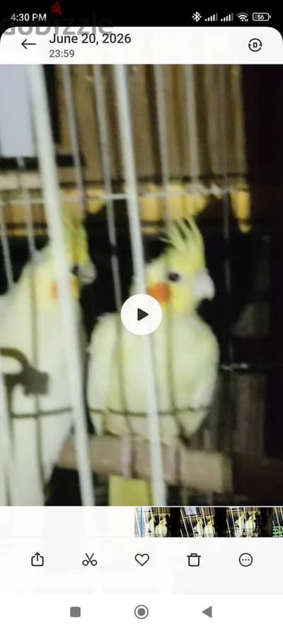 كوكتيل لاتينى قص شغال