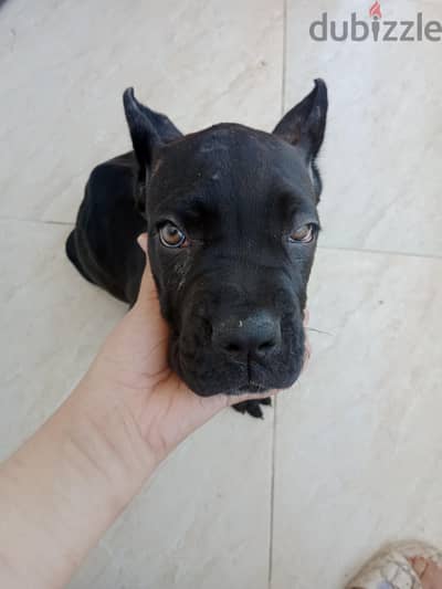 جرو كين كورسو عمر شهرين لون كلبه مميزه