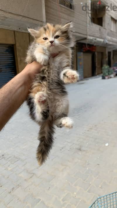 دباديب شيرازي بيوز