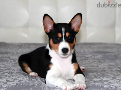 Basenji puppy female from Russia
