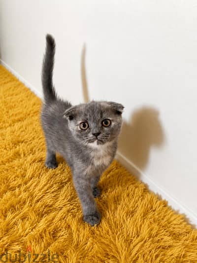 Scottish kittens fold/straight - Imported parents