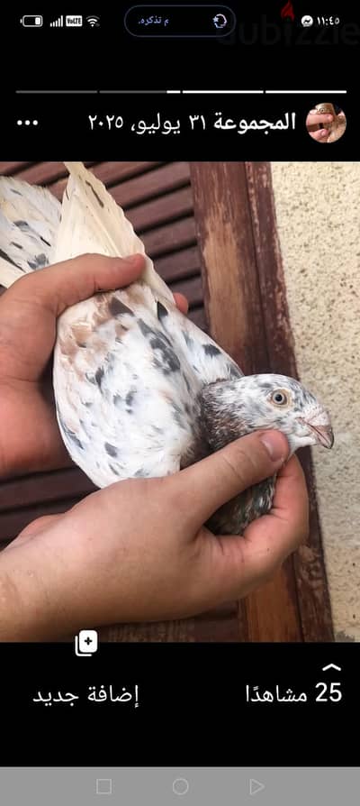 دكر سحن توب هيدهيدى شغال مشاء الله