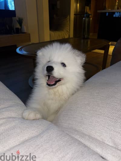 Samoyed male puppy