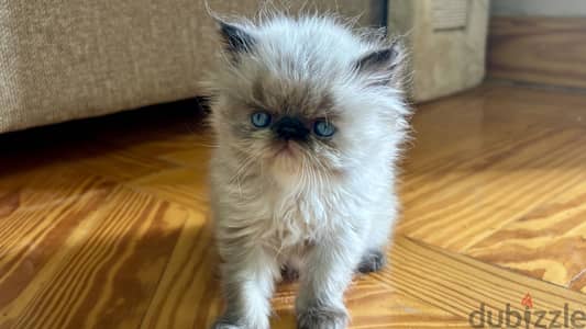 Female pure himalayan cat