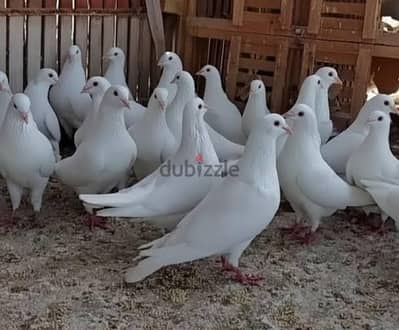 بيع قص حمام لاحم فرنسي بيور كيرنو جامبو