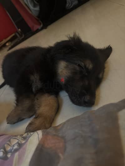 German shepherd puppyجرو جرمان