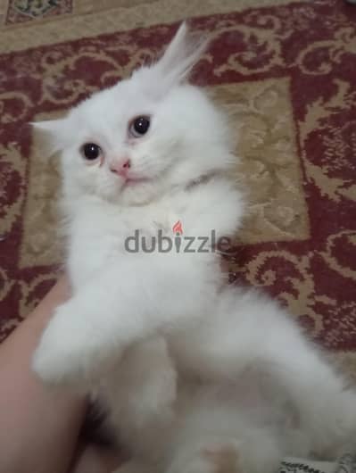 بيع قطط