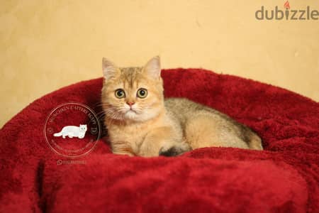 british shorthair / Scottish fold بريتيش شورت هير/سكوتش فولد