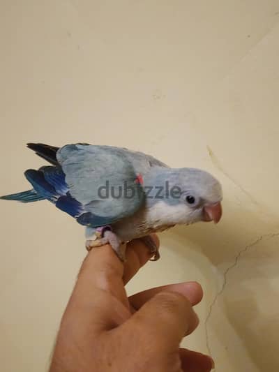 كويكر سكاي بلو
