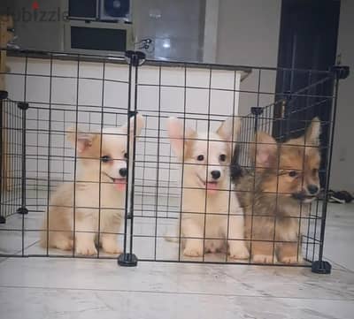 corgi