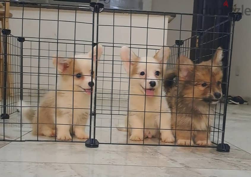 corgi 1