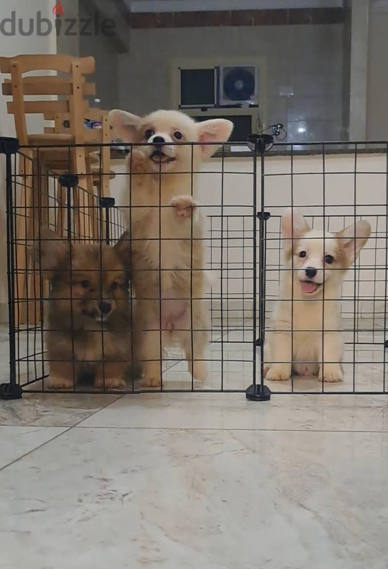 corgi 2