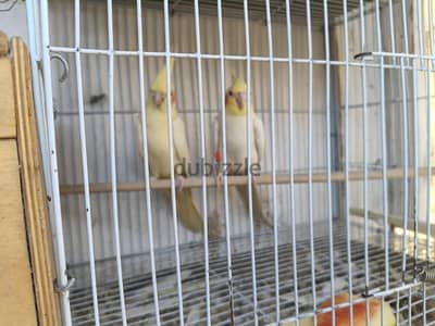 كوكتيل جامبو  بالزغاليل
