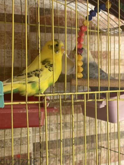 ذكرين بادجى الوان مميزه بصحه جيده جدا للبيع