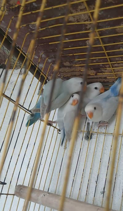 روز اوبلاين باليد نورمال
