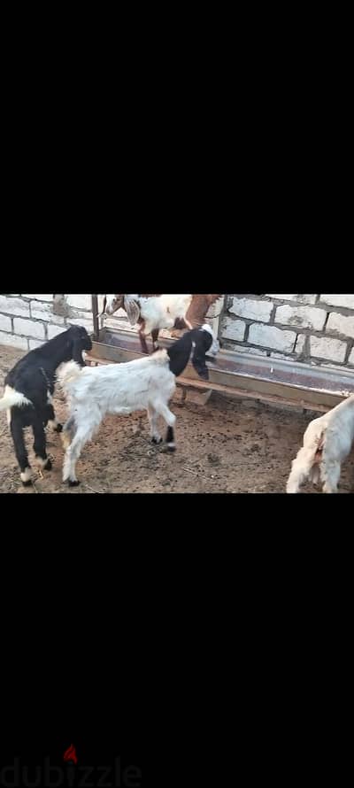 12جدي برقي علي خليط ملطي عمر شهرين وشهرين ونص