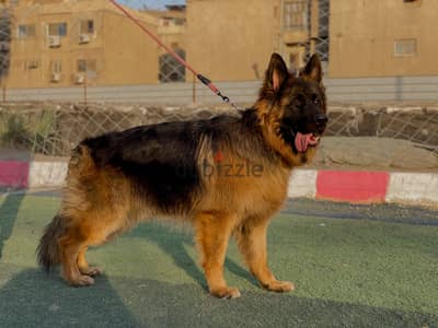  German Shepherd Long Hair for Sale 