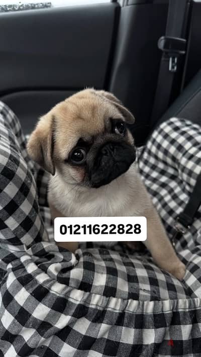 top quality pug puppies اجمل جراوي بج