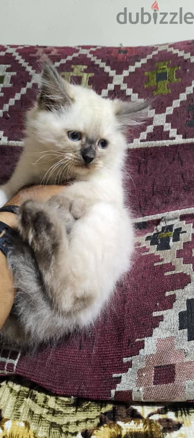 2 ذكر شيرازي عمر 3 شهور