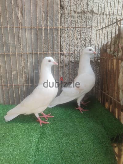 شبابات استرالي