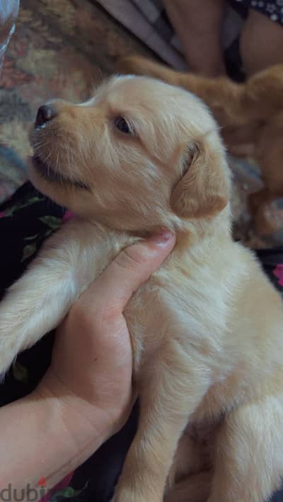 Golden retriever