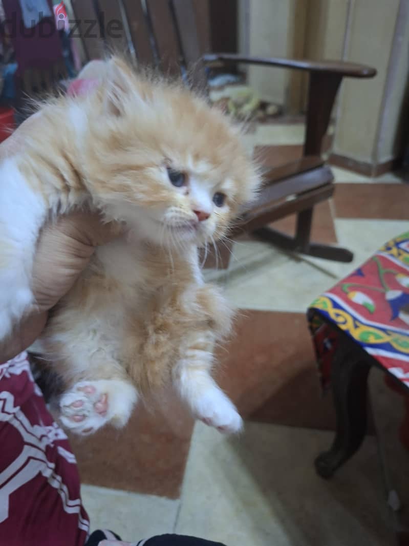 cat hay level 3