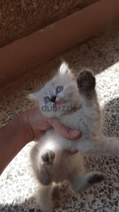 قطط شيرازي