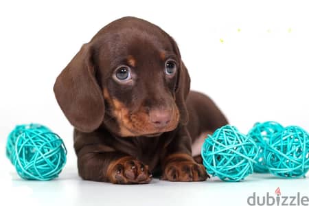 Premium imported dachshund puppies