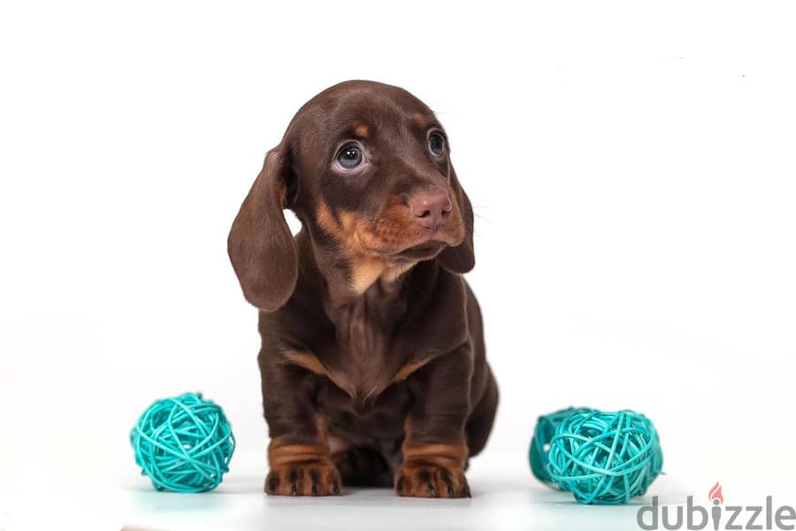 Premium imported dachshund puppies 1