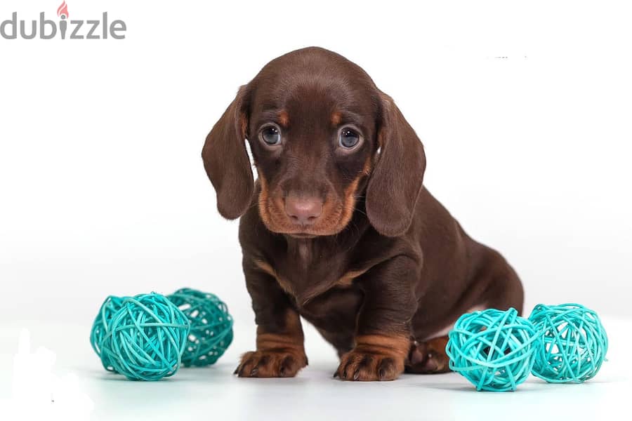 Premium imported dachshund puppies 2