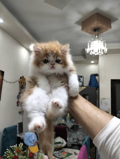 ولد بيرشن قمر