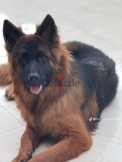  German Shepherd Long Hair Male For Sale 