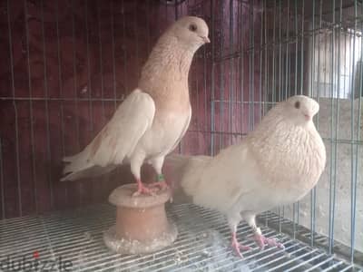 قص اصفر ورق