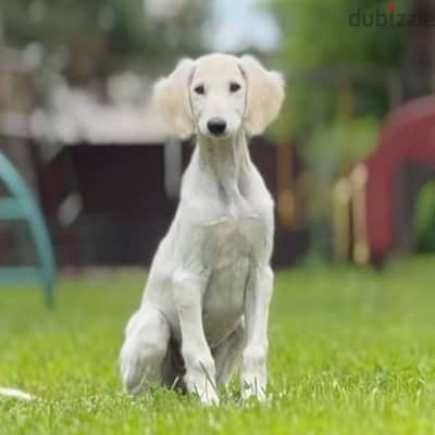 Champion bloodline Saluki puppies , FCI PEDIGREE