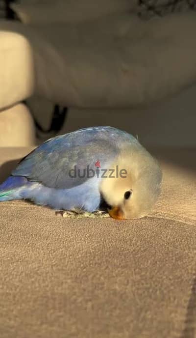 مطلوب زغلول روز ازرق
