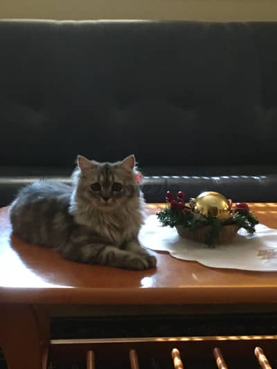 قطه للتبني cat for adoption