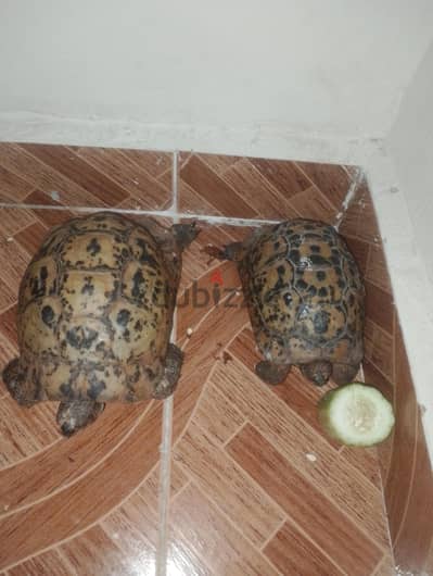 متاح للبيع او البدل
