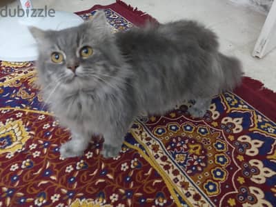 قطط للبيع