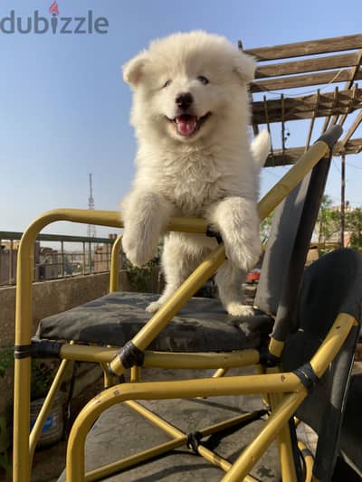 Samoyed