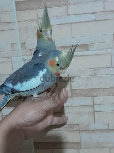 كوكتيل مدرب