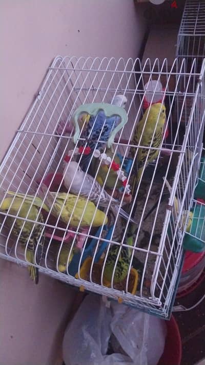 عصافير بادجى استرالى للبيع